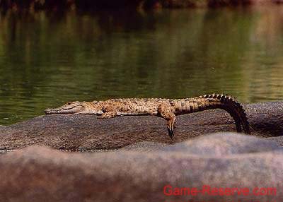 crocodile_basking_ng