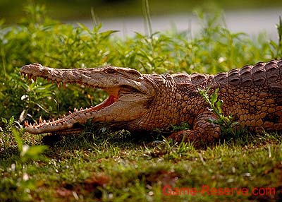 crocodile_da