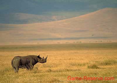 black_rhino