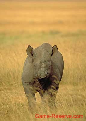 black_rhino_03