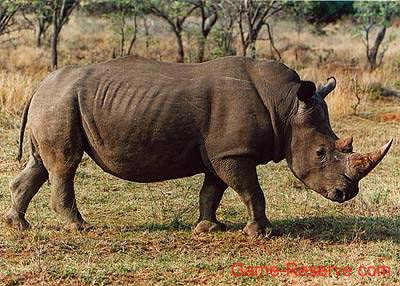 white_rhino_ng