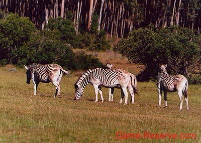 cape_mountain_zebra_rw