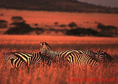 zebra_in_the_serengeti
