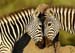 zebra_courtship