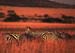 zebra_in_the_serengeti