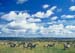 zebra_serengeti