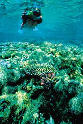 Benguerra Lodge snorkelling.
