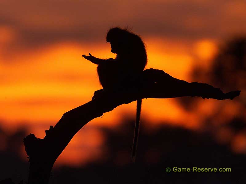 Baboon in Tree