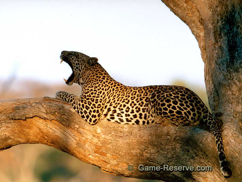 Leopard in Tree