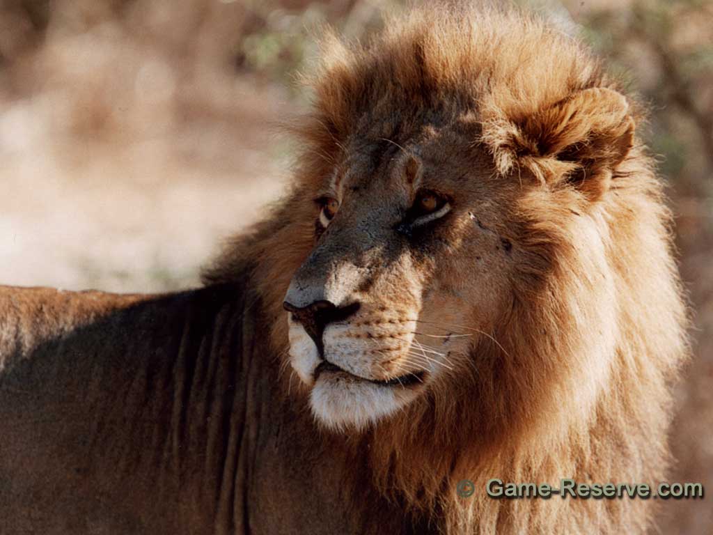 Lion Portrait