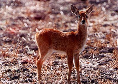 Puku