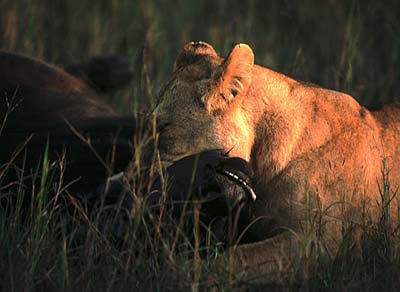 Gnu killed by lioness.  Pic: David Anderson