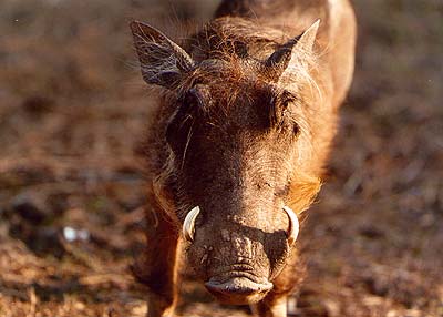 Warthog